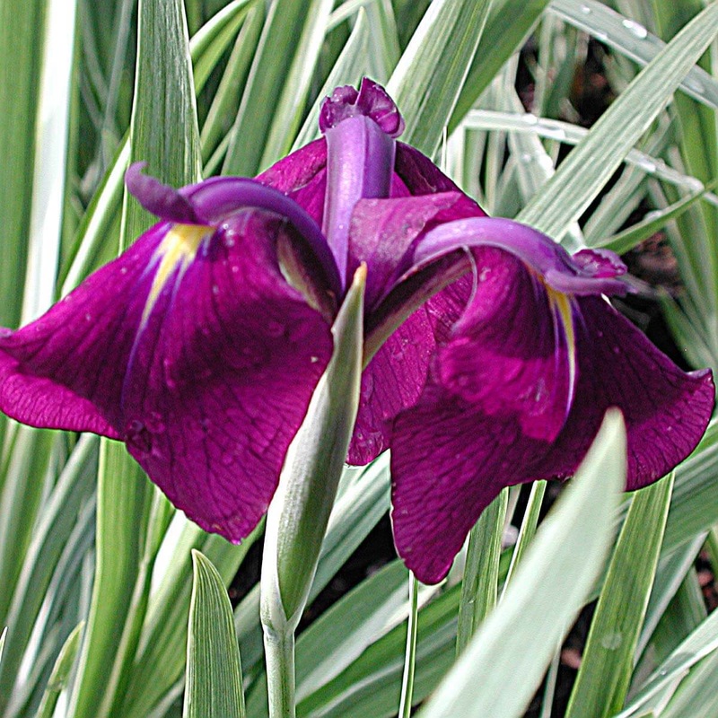 Iris ensata ‘Variegata’ Japanese Iris
