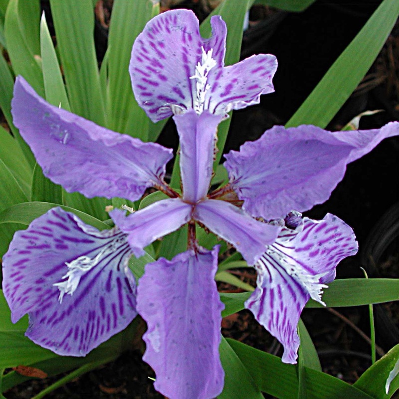 Iris tectorum Japanese Roof Iris