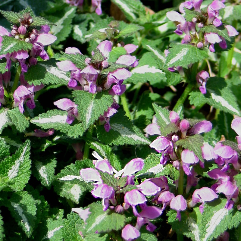 Lamium maculatum ‘Chequers’ Spotted Dead Nettle