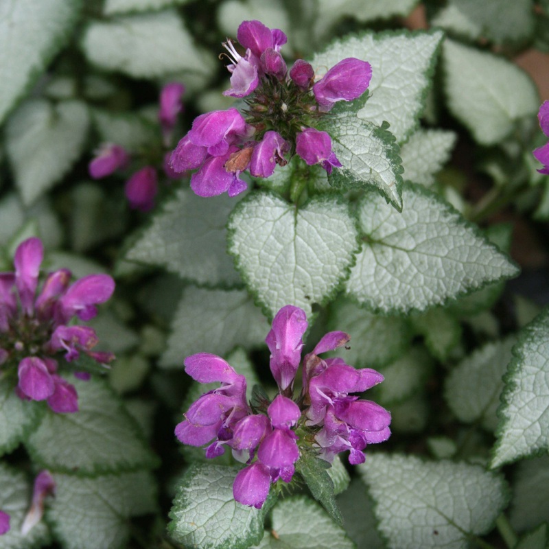 Lamium maculatum ‘Purple Dragon’ Spotted Dead Nettle