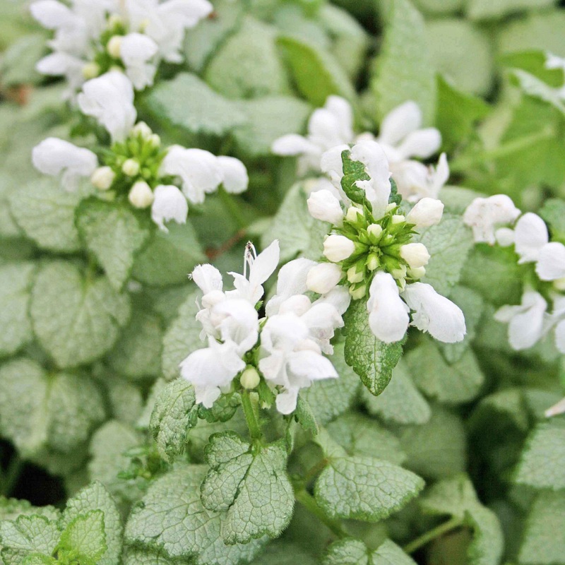 Lamium ‘White Nancy’ Spotted Dead Nettle