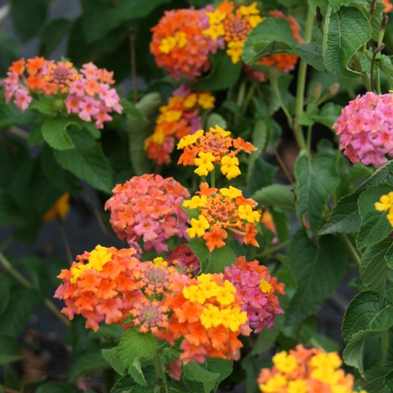 Lantana camara ‘Miss Huff’|1 Quart