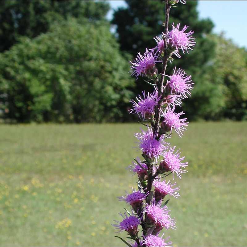 Liatris aspera Gayfeather|1 Quart