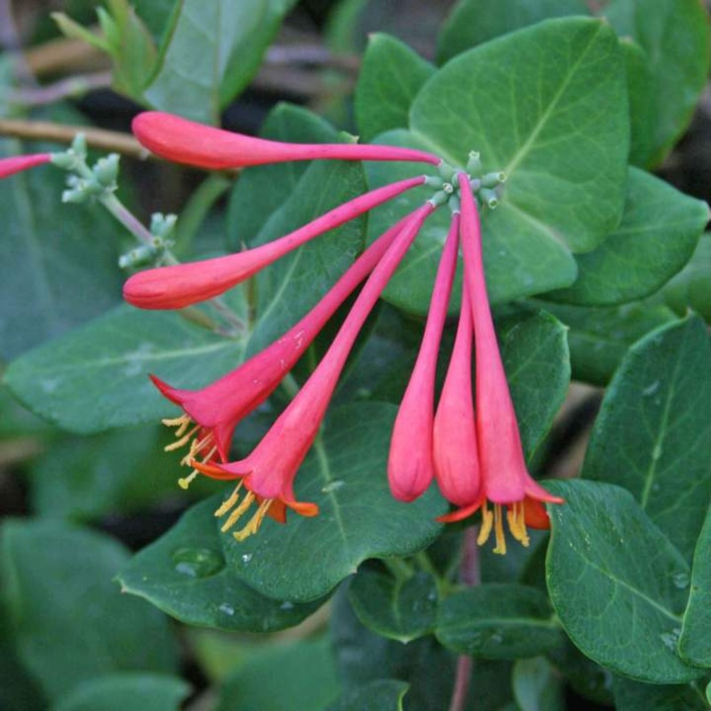 Lonicera ‘Blanche Sandman’ Honeysuckle
