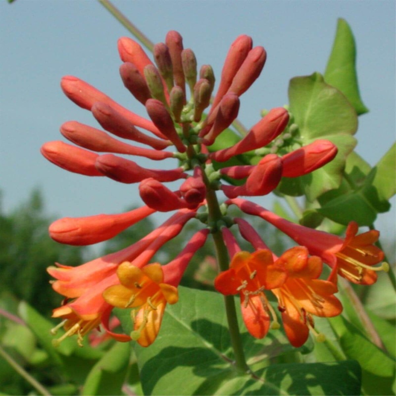 Lonicera x brownii ‘Dropmore Scarlet’ Honeysuckle