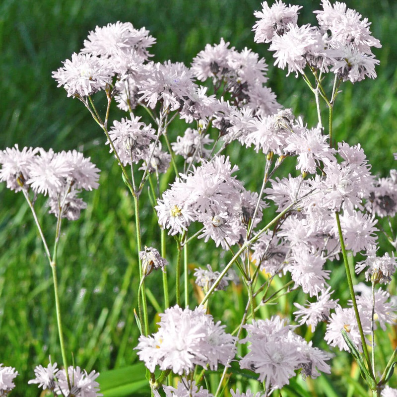 Lychnis flos-cuculi ‘Petite Henri’ Catchfly