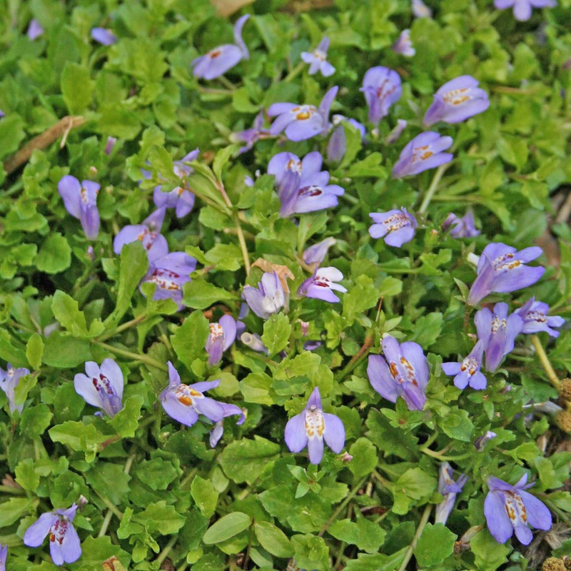 Mazus reptans Creeping Blue Mazus