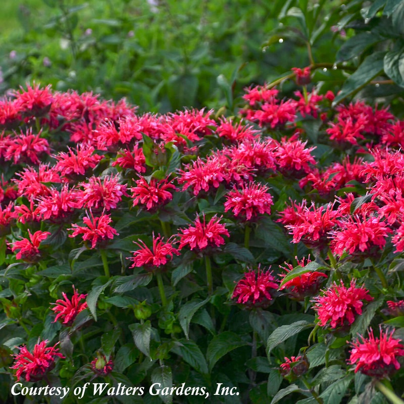Monarda ‘Cherry Pops’ Bee Balm