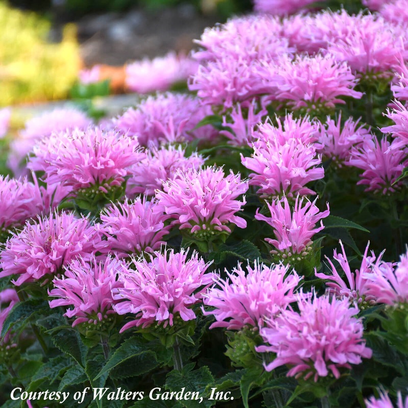 Monarda didyma ‘Pink Frosting’ Bee Balm