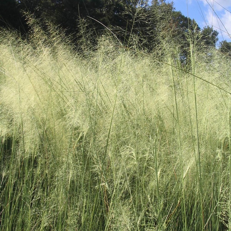 Muhlenbergia capillaris ‘White Cloud’ Muhly Grass