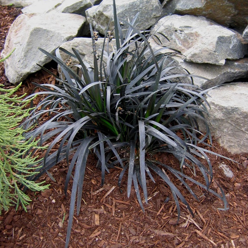 Ophiopogon ‘Ebony Knight’ Black Mondo Grass