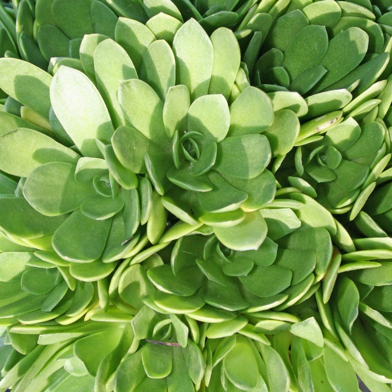 Orostachys macrophylla Green Dunce Caps