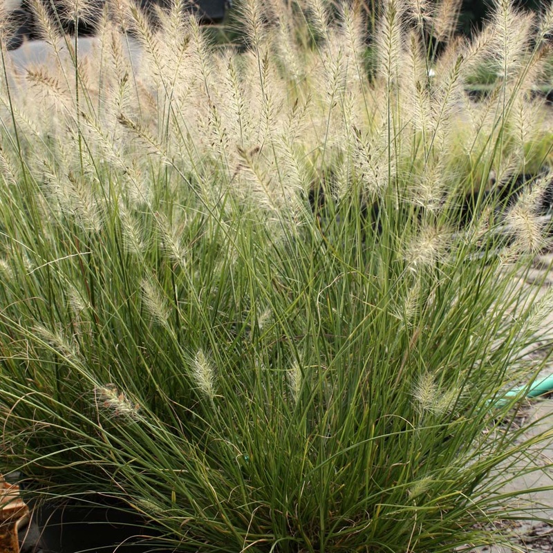 Pennisetum ‘Piglet’ Dwarf Fountain Grass
