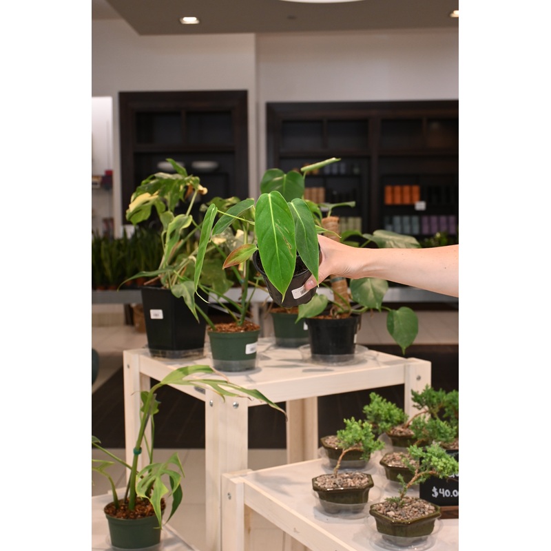 Philodendron Esmeraldense Narrow