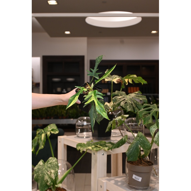 Philodendron Florida Beauty X Tortum