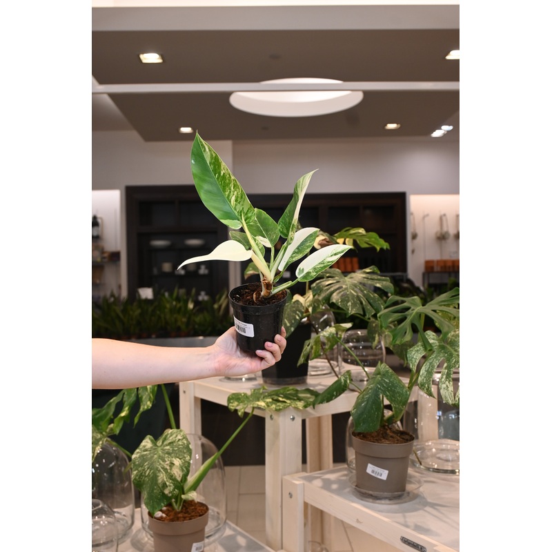 Philodendron Imperial Variegated