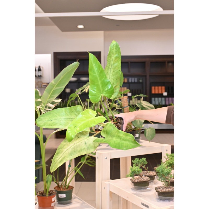 Philodendron Whipple Way|6″|4″
