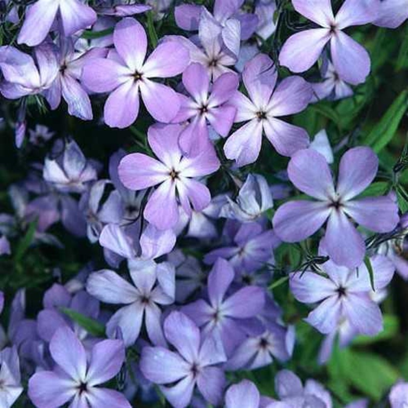 Phlox laphamii ‘Blue Buttons’ Wild Sweet William
