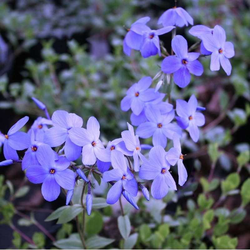 Phlox stolonifera ‘Sherwood Purple’ Creeping Woodland Phlox