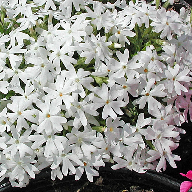 Phlox subulata ‘Snowflake’ Creeping Phlox