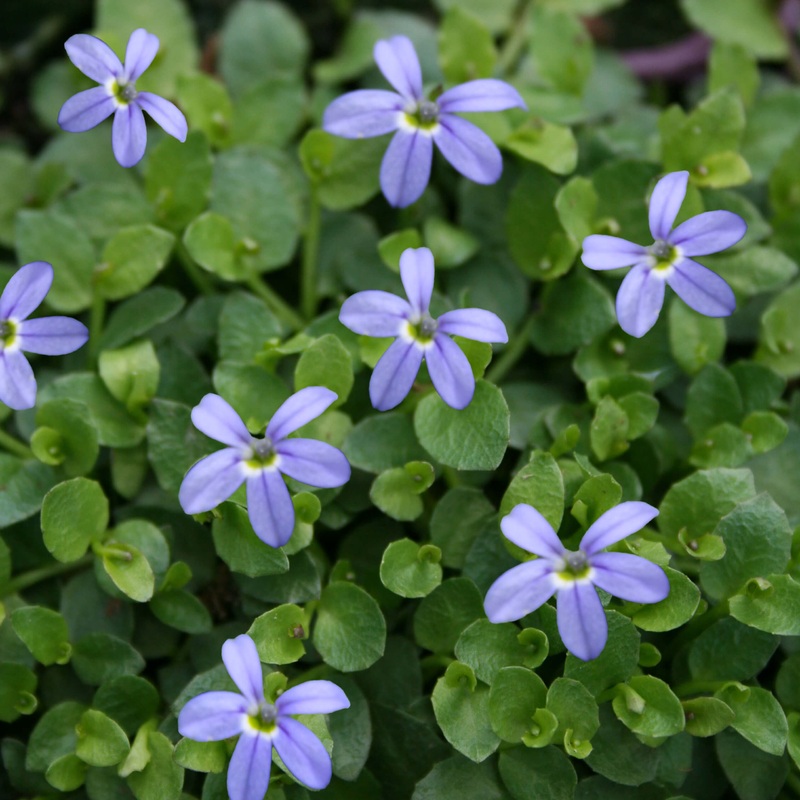 Pratia pedunculata ‘County Park’ Star Creeper