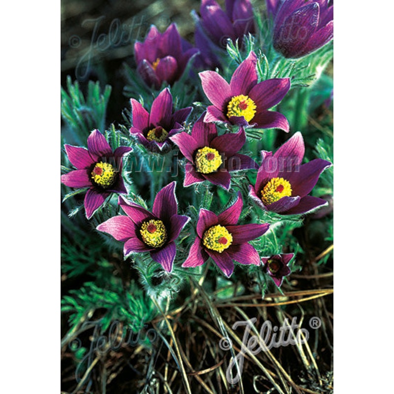 Pulsatilla vulgaris Pasque Flower