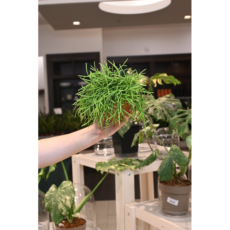 Rhipsalis Cashero|4″