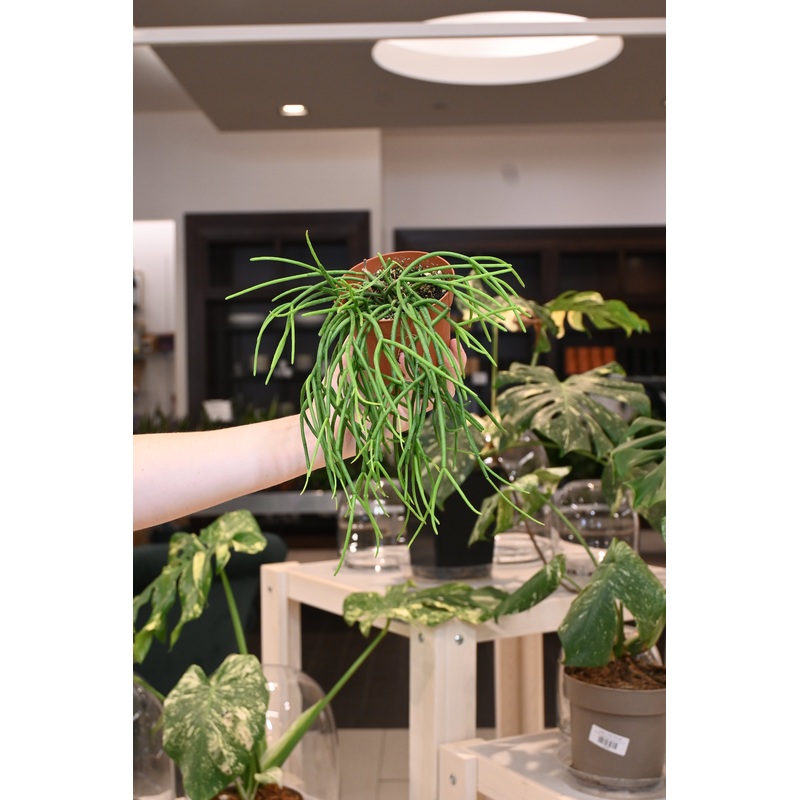 Rhipsalis Floccosa|4″