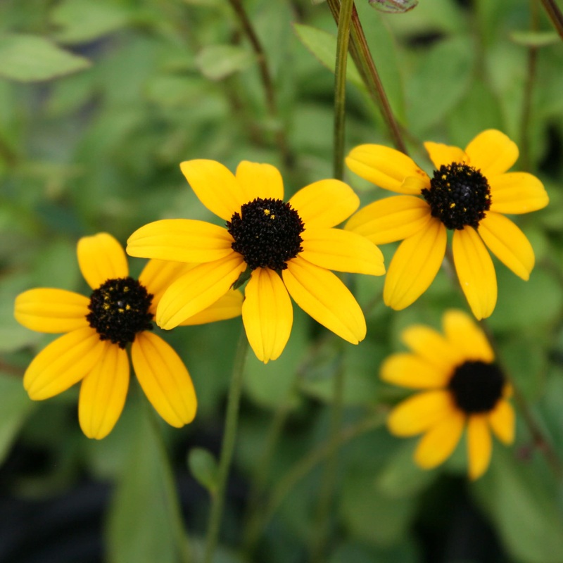 Rudbeckia triloba Brown-Eyed Susan