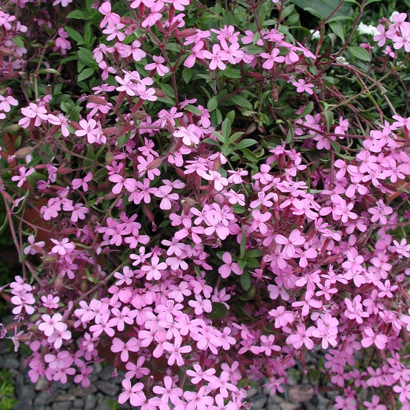 Saponaria ocymoides Soapwort|1 Quart