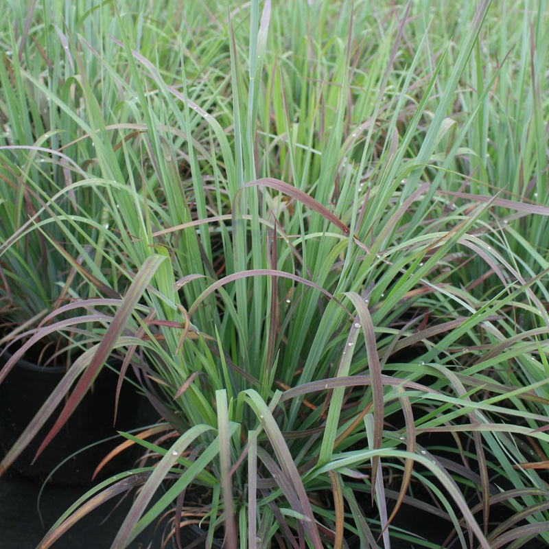 Schizachyrium scoparium ‘Standing Ovation’ Little Bluestem