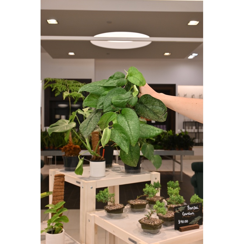 Scindapsus Mount Salak|6″