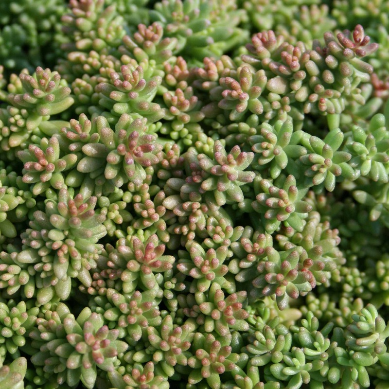 Sedum album ‘Coral Carpet’ Stonecrop