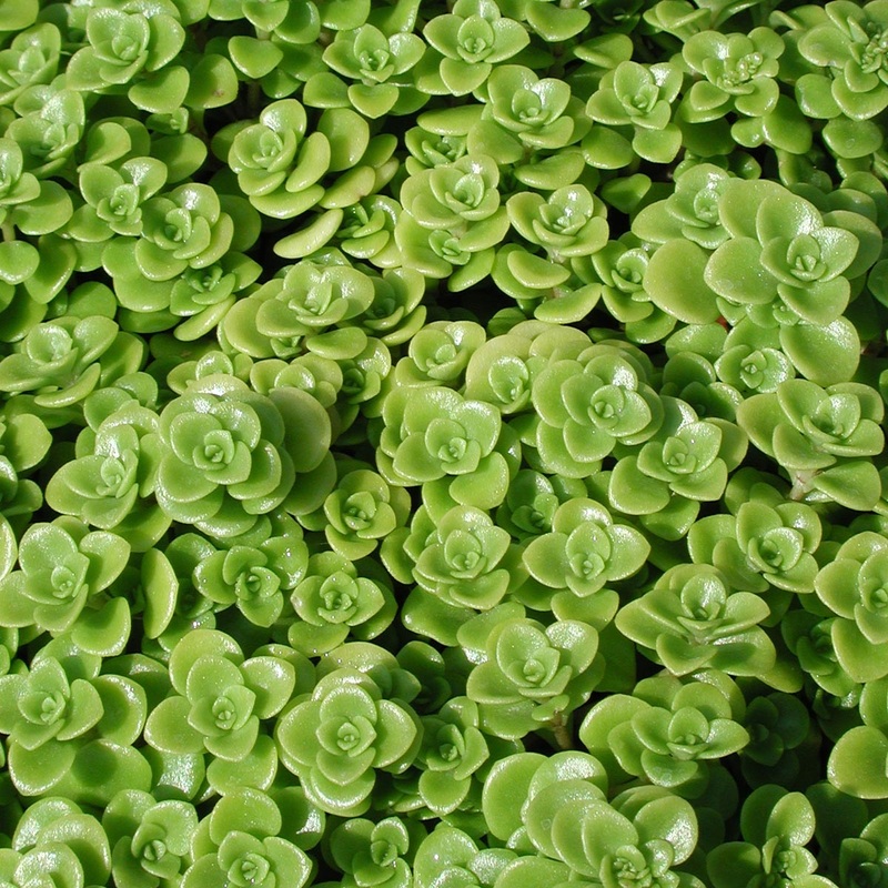 Sedum makinoi ‘Limelight’ Stonecrop