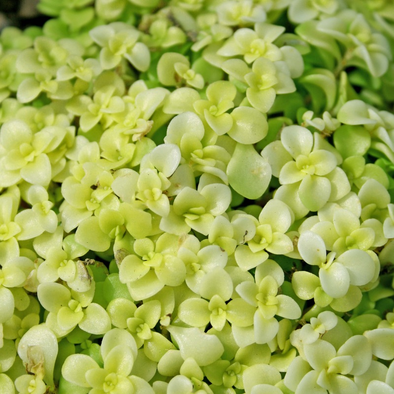 Sedum makinoi ‘Ogon’ Stonecrop