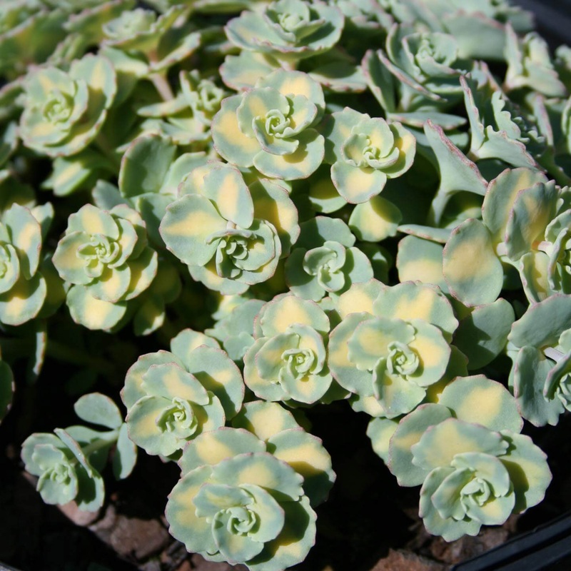 Sedum sieboldii ‘Variegata’ Stonecrop