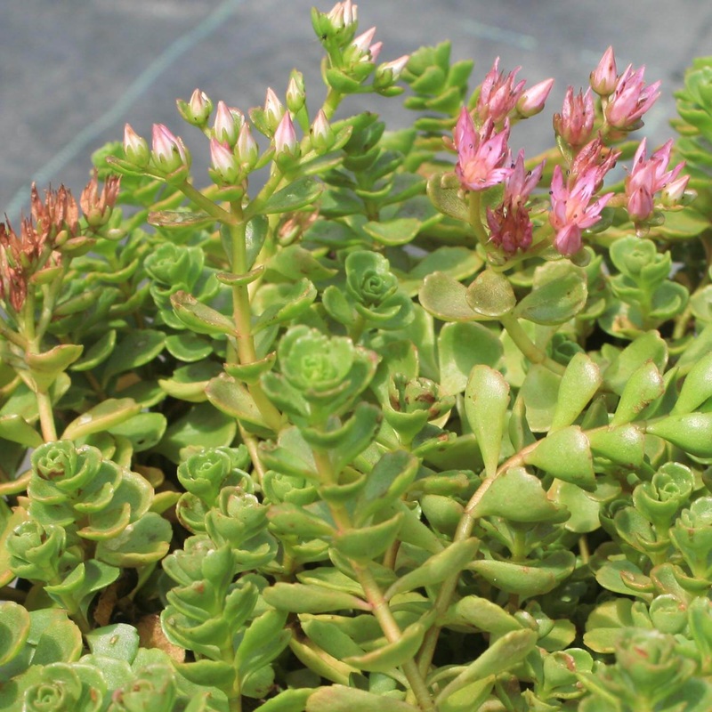 Sedum spurium ‘John Creech’ Creeping Stonecrop