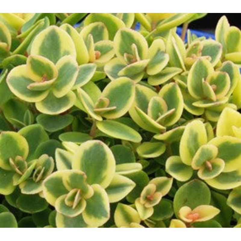 Sedum x ‘Lime Twister’ Stonecrop
