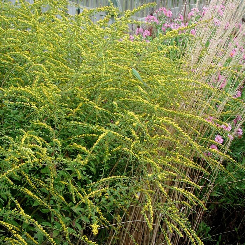 Solidago rugosa ‘Fireworks’ Rough-stemmed Goldenrod