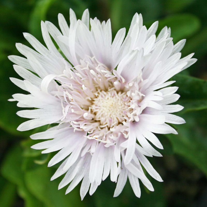 Stokesia laevis ‘Divinity’ Stoke’s Aster