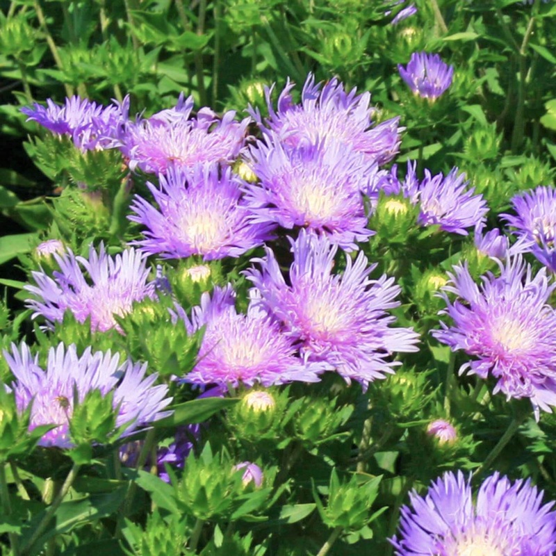 Stokesia laevis ‘Peachie’s Pick’