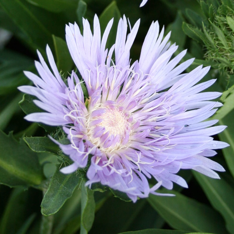 Stokesia laevis Stoke’s Aster|1 Quart
