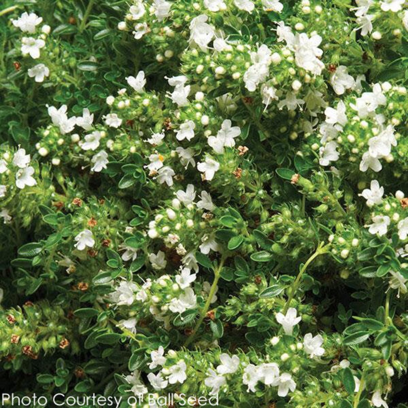 Thyme ‘Albiflorus’|3.5″x3.5″