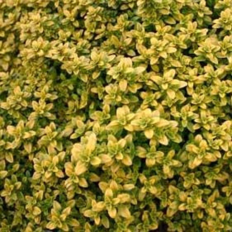 Thyme ‘Archer’s Gold’|3.5″x3.5″