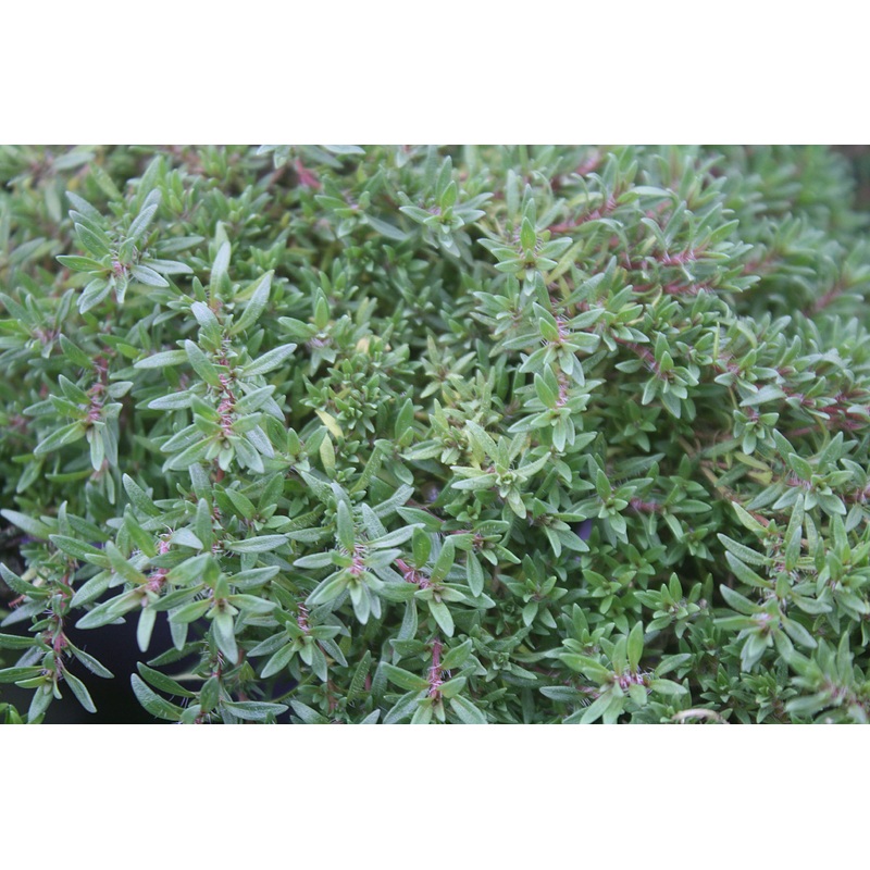 Thyme ‘Spicy Orange’|3.5″x3.5″