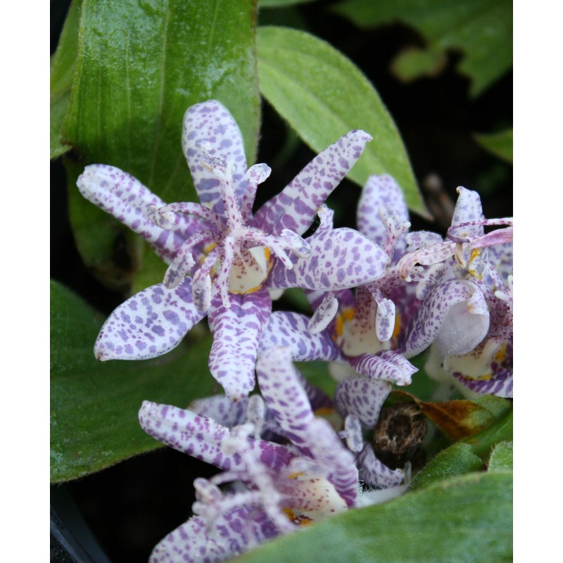 Tricyrtis hirta ‘Moonlight’ Toadlily