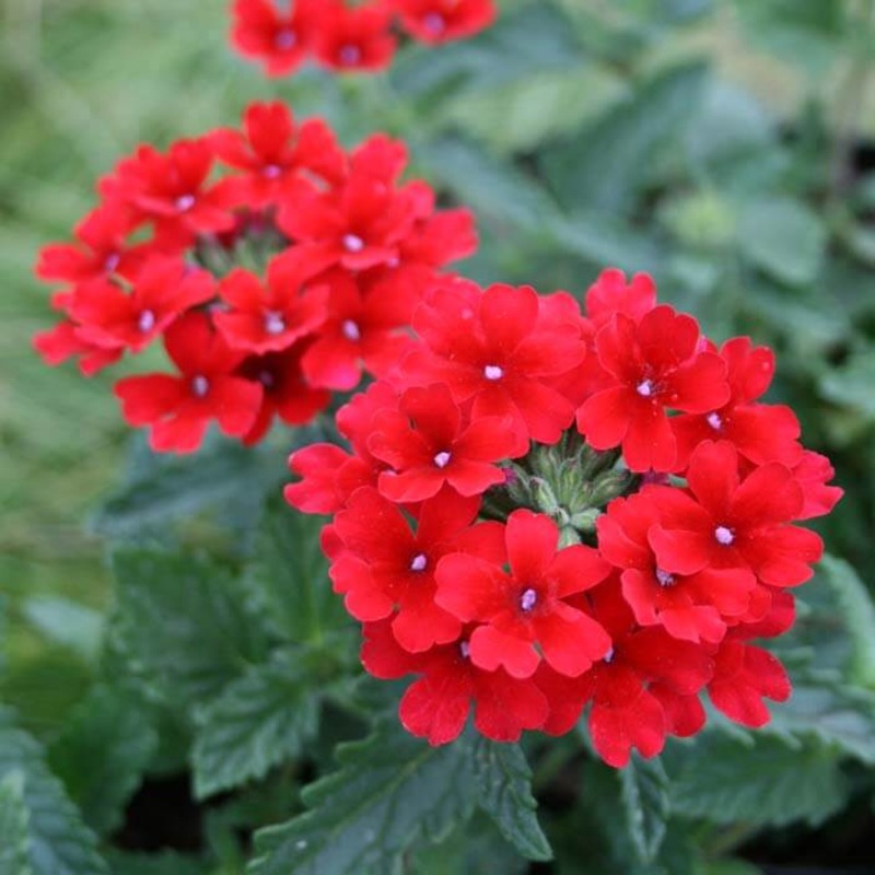 Verbena canadensis ‘Homestead Red’ Vervain