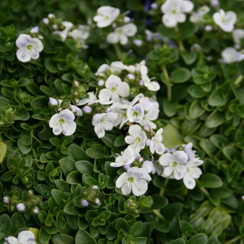 Veronica repens Creeping Speedwell