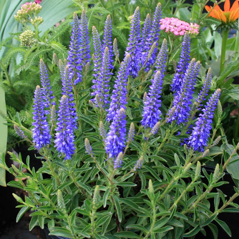 Veronica spicata ‘Royal Candles’ Speedwell