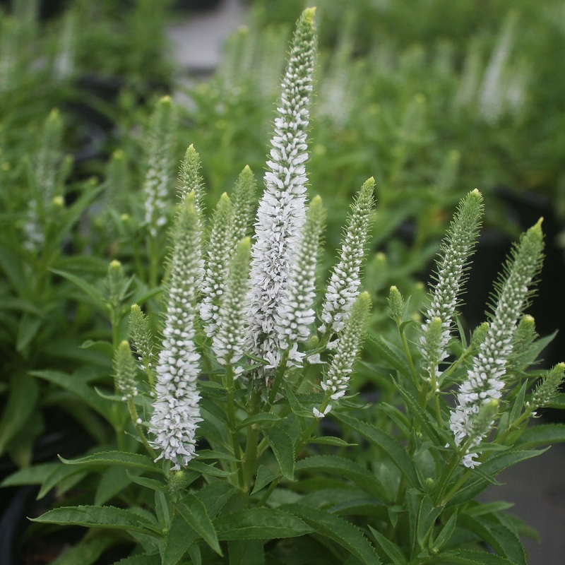 Veronica spicata ‘Snow Candles’ Speedwell